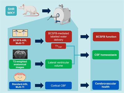 Investigating changes in blood-cerebrospinal fluid barrier function in a rat model of chronic hypertension using non-invasive magnetic resonance imaging